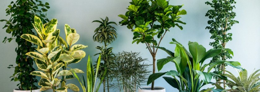 Plantas imprescindibles en la decoración de oficinas en Córdoba - Jácena Plantas imprescindibles en la decoración de oficinas en Córdoba - Jácena