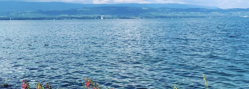 Jacena utiliza conceptos de biofília en sus proyectos - Jácena Jacena utiliza conceptos de biofília en sus proyectos - Jácena