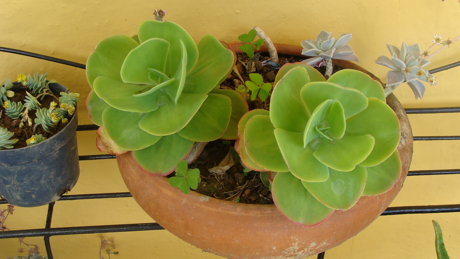 Planta de Jade